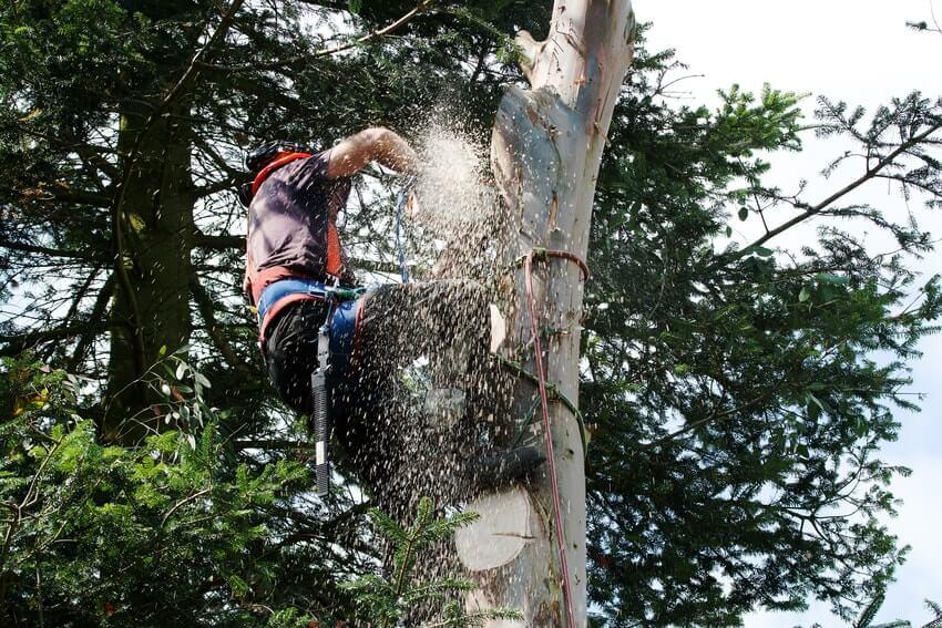 Tree Surgeons Streatham SW16